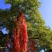 20081008_southkensington_021